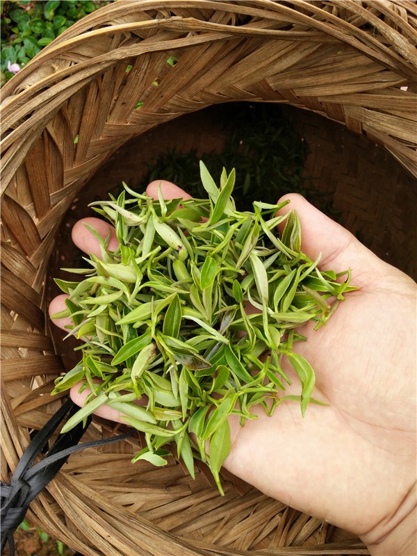 茶園環境