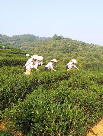 富硒東方美人茶